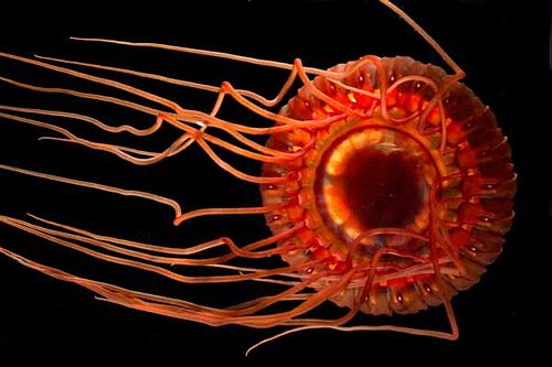 Atolla jellyfish